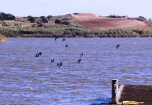 12237986_897369917050014_2132412811789792280_o